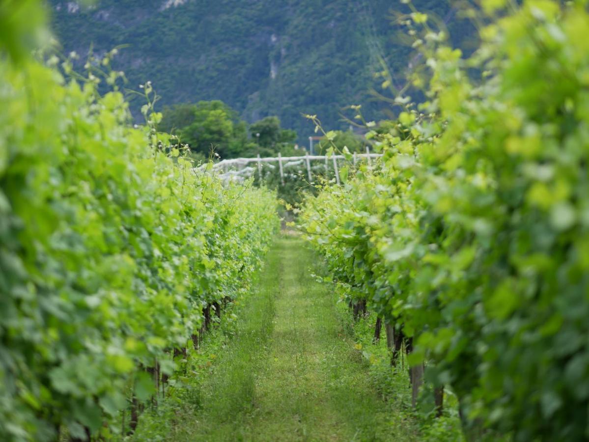 Agriturismo Casa Di Campagna ريفا ديل غاردا المظهر الخارجي الصورة