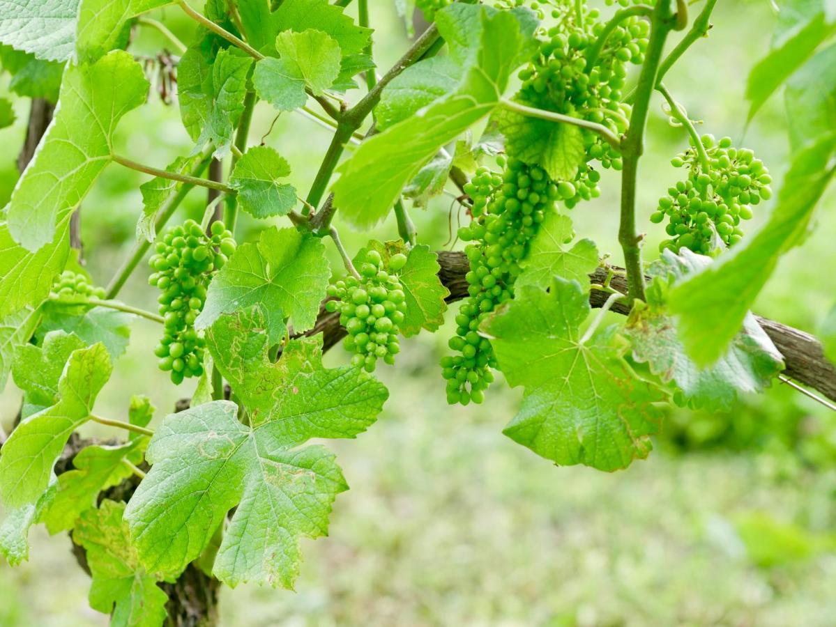 Agriturismo Casa Di Campagna ريفا ديل غاردا المظهر الخارجي الصورة